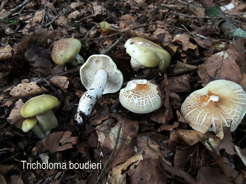 Tricholoma boudieri-amf1862.jpg - Tricholoma boudieri ; Syn: Tricholoma saponaceum var.boudieri ; Nom français: Tricholome de Boudier